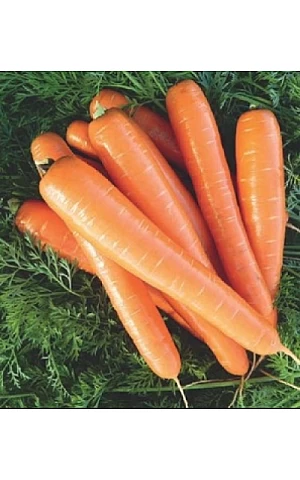Морковь Бриллианс  Nunhems