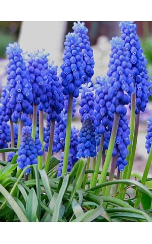 Muscari Armeniacum
