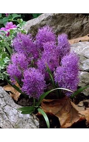 Muskari Comosum Plumosum
