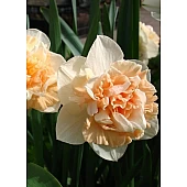 Нарцисc Махровый Flower Surprise