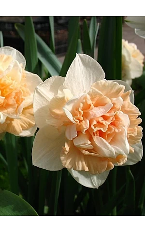 Нарцісc Махровий Flower Surprise