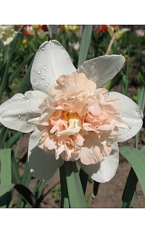 Нарцісc Махровий Rosy Cloud