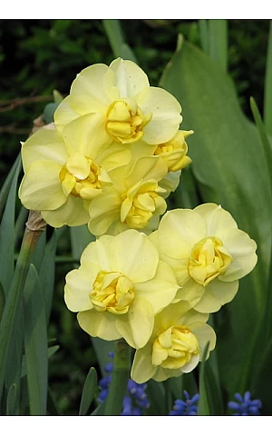 Нарцісc Багатоквітковий Yellow Cherfulness