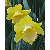 Нарцис корончатого Alexis Beauty