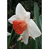 Нарцис корончатого Rosy Sunrise