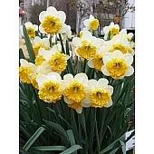 Нарцис корончатого з махрової короною Blues