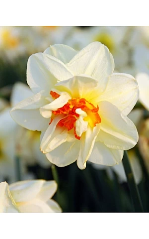 Нарцисс Корончатый с махровой короной Flower Drift
