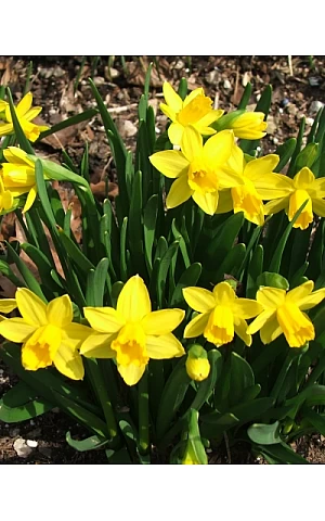 Нарцисс Миниатюрный Tete a Tete