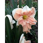 Нарцис Split Corona Walz