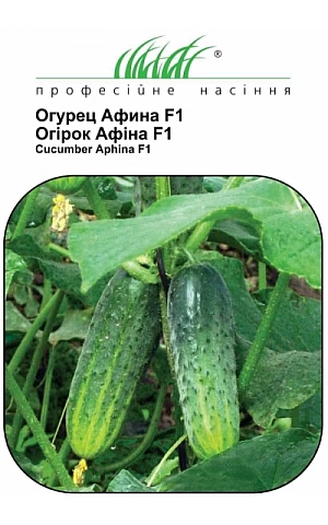 Огурец Афина F1 (Aphina F1) 
