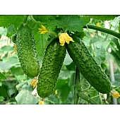 Огірок Еколь F1 (Ekol F1)  Syngenta