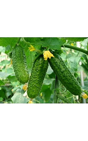 Огурец Эколь F1 (Ekol F1)  Syngenta