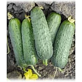 Огірок Пролікс  Nunhems