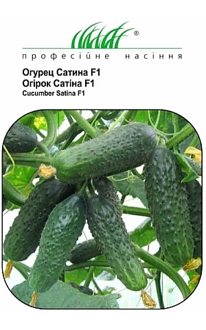 Огурец Сатина F1 (Satina F1) 