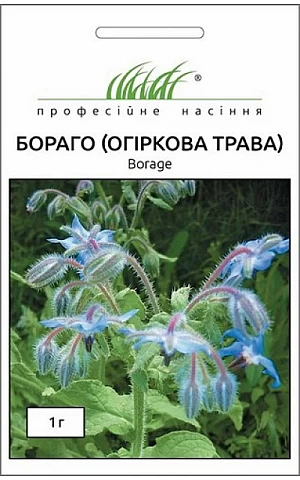 Огіркова трава Бораго 