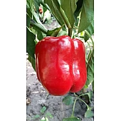 Перец Сладкий Экла F1  Syngenta