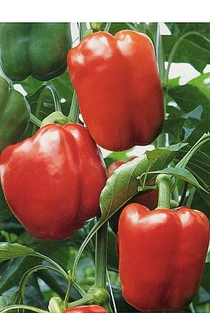 Перець Солодкий Маратос 