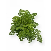 Петрушка Ріна (Rina RZ) 