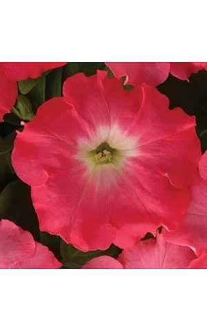 Петуния ампельная Easy Wave F1 Dark Rose 