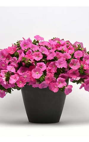 Петуния ампельная Easy Wave F1 Pink