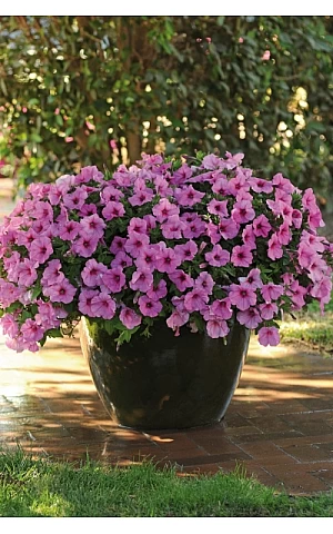 Петуния ампельная Easy Wave F1 Pink Passionn