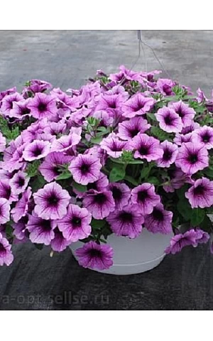 Петуния ампельная Easy Wave F1 Plum vein