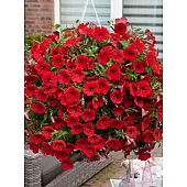 Петуния ампельная Easy Wave F1 Red