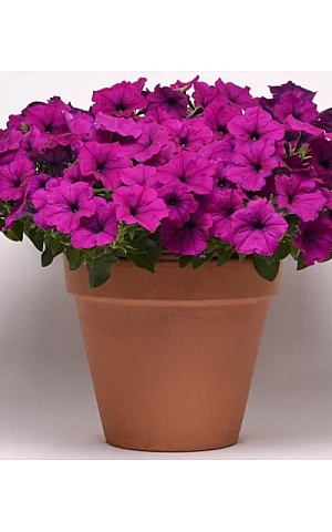 Петуния ампельная Easy Wave F1 Violet 