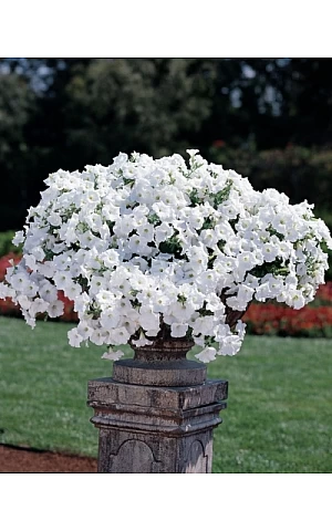 Петуния ампельная Easy Wave F1 White