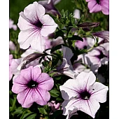 Петуния ампельная Ramblin Amethyst