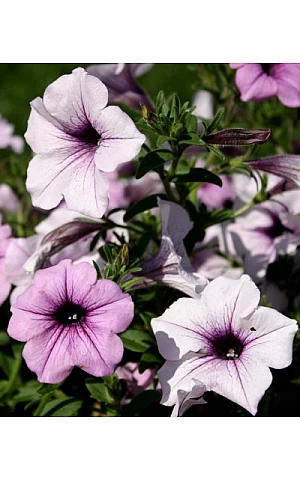 Петуния ампельная Ramblin Amethyst