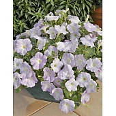 Петунія ампельна Ramblin Lilac Glo