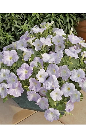 Петуния ампельная Ramblin Lilac Glo