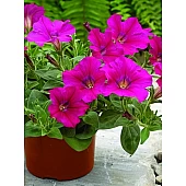 Петуния ампельная Ramblin Neon Rose