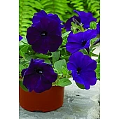 Петунія ампельна Ramblin Nu Blue