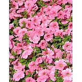 Петунія ампельна Ramblin Peach Glo