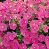 Петуния ампельная Ramblin Pink