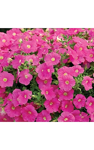 Петунія ампельна Ramblin Pink