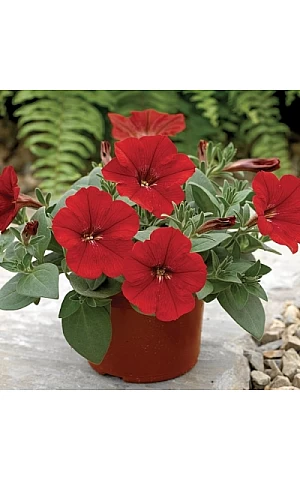 Петунія ампельна Ramblin Red