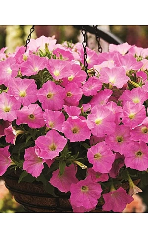 Петунія ампельна Ramblin Shades o`Pink