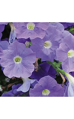 Петунія ампельна Ramblin Sky Blue