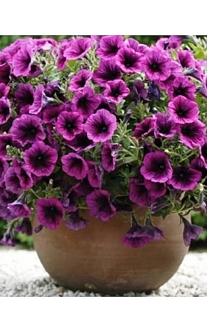 Петунія ампельна Ramblin Sugar Plum