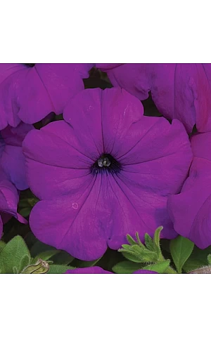 Петунія ампельна Ramblin Violet