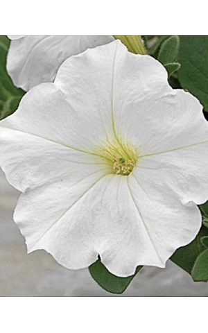 Петунія ампельна Ramblin White