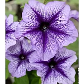 Петунія Грандіфлора Daddy Blue