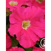 Петунія Грандіфлора Dreams Rose