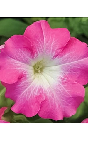 Петуния Грандифлора Dreams  Rose Morn