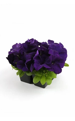 Петуния Грандифлора EZ Rider Blue