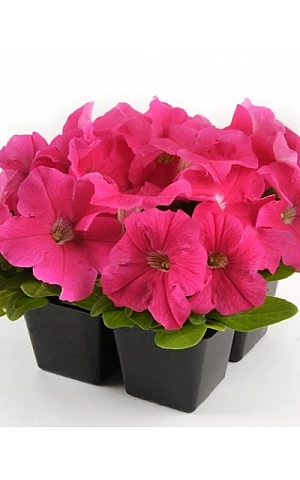 Петуния Грандифлора EZ Rider Pink