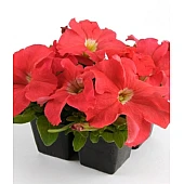 Петунія Грандіфлора EZ Rider Salmon